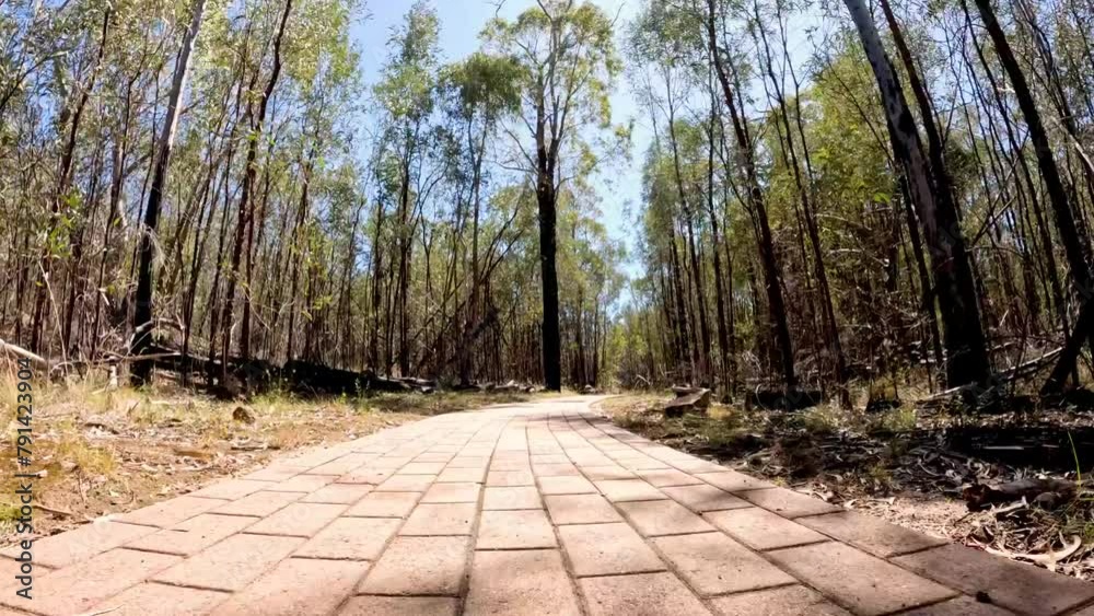Journey Through a Forest Path Journey Through a Forest Path