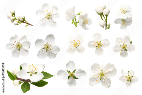 White flowers cherry blossom isolated on transparent background