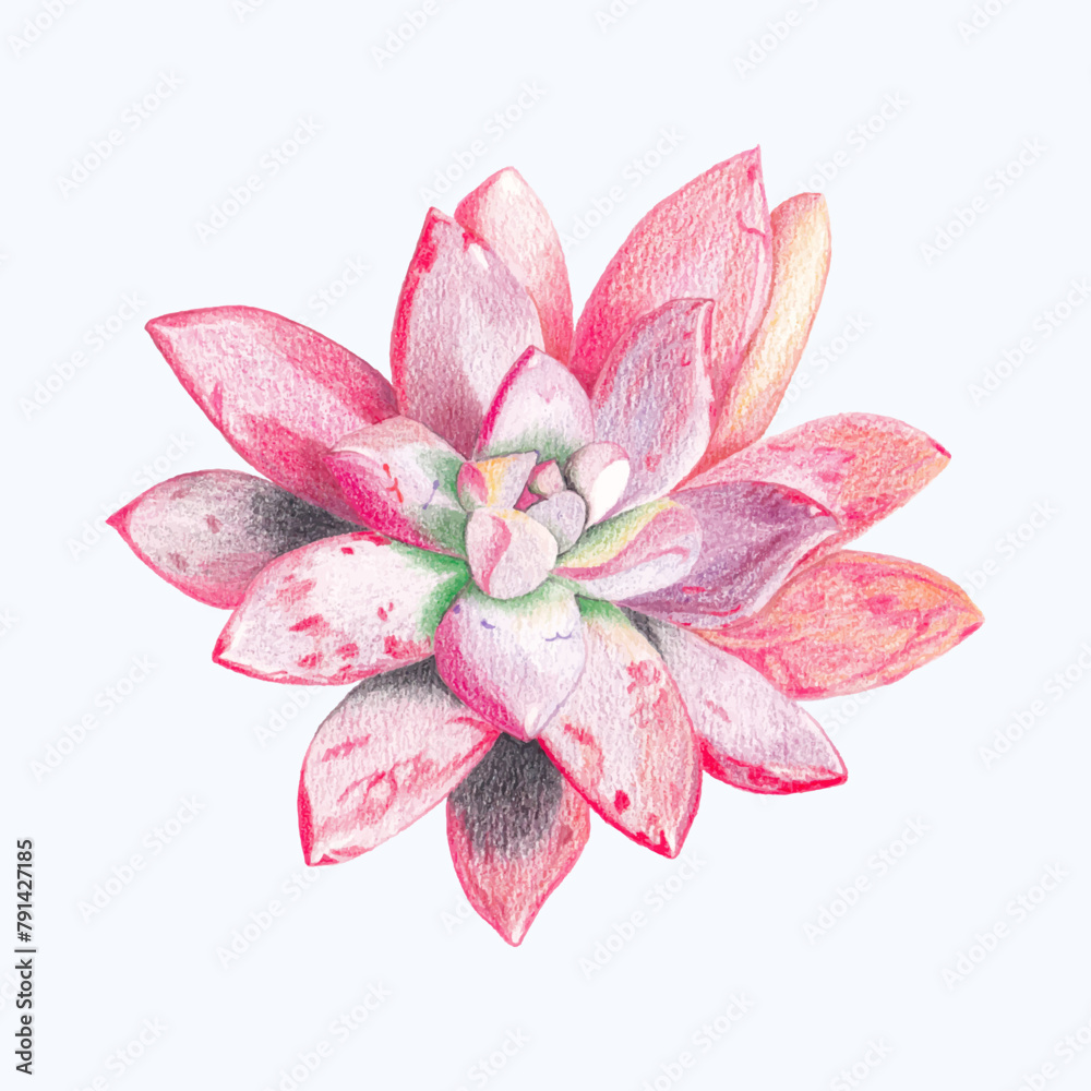 Cute Watercolor Cactus Clipart - Download Succulent Illustration Cute Watercolor Cactus Clipart - Download Succulent Illustration