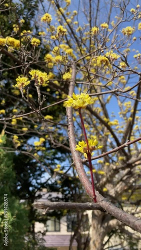 Yellow cornus officinalis in spring photo