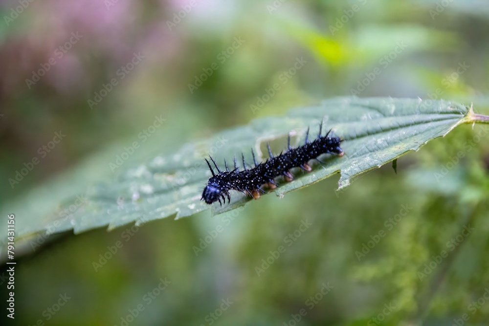 caterpillar on a leaf