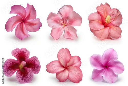 A Vibrant Collection Of Various Colorful Meadow Flowers Arranged on a White Background. Presenting unique shapes and colors  meticulously arranged to highlight their natural beauty.