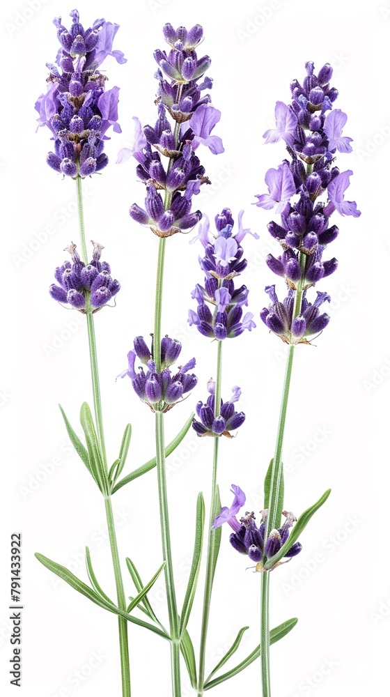 Obraz premium A whiff of lavender fields in Provence
