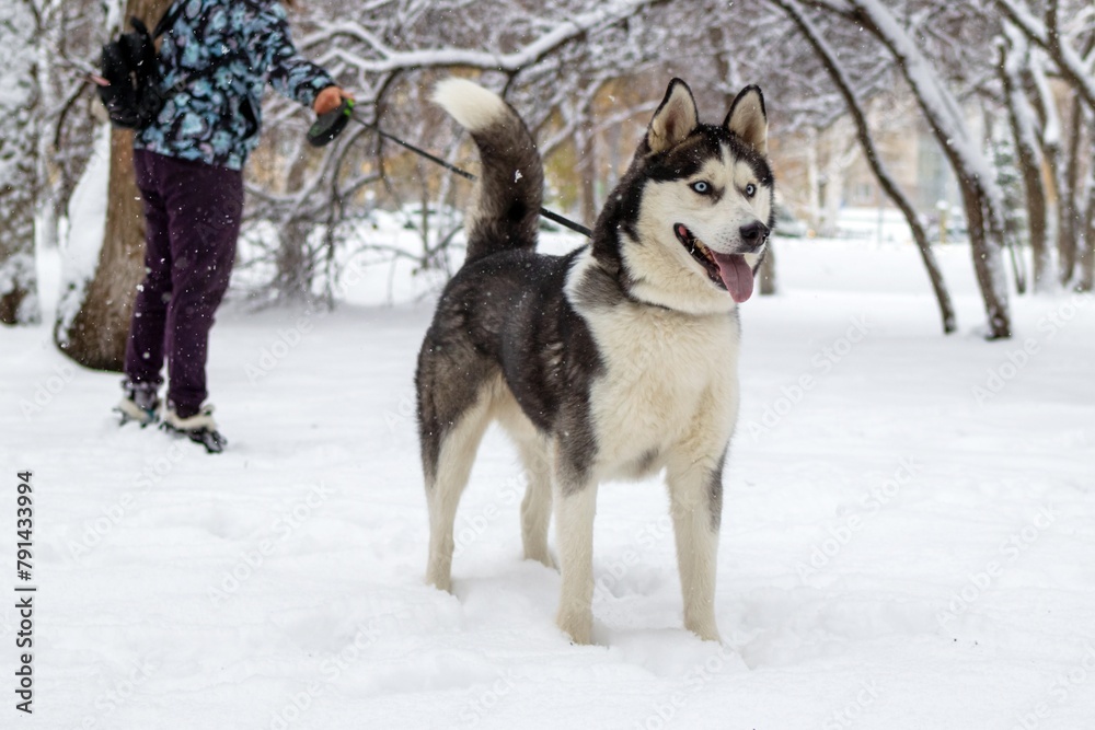 Majestic Siberian Husky Dog Exploring the Enchanted Winter Wonderland Forest