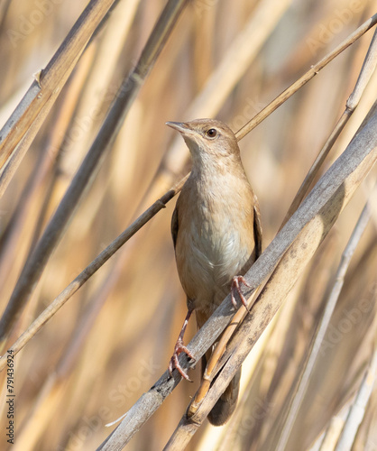 Savi's warbler, Locustella luscinioides An early morning bird sits on a reed stalk on the river bank