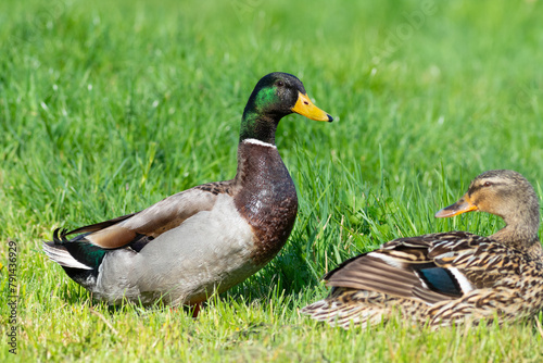Mallard. A male and female basking in the sunlight, sitting on the grass on the riverbank