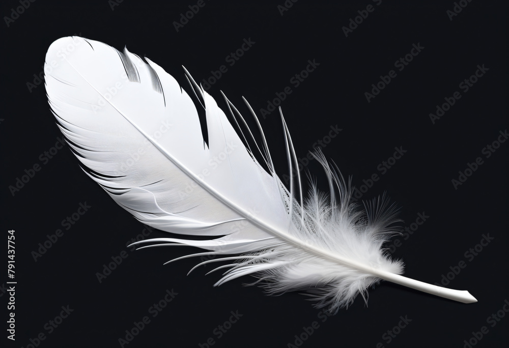 White feathers on a black background White feathers on a black background