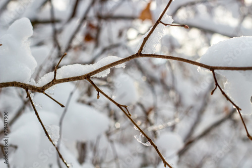 Snow on the branches in winter day © PhotoChur