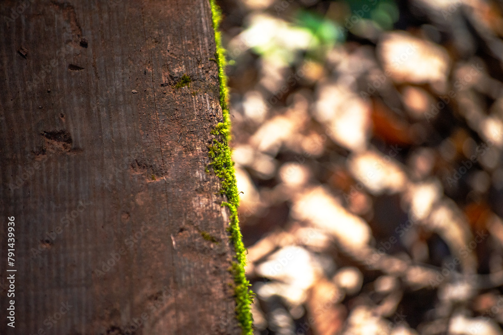 Woodland Tapestry: Wood and Mosses Background Woodland Tapestry: Wood and Mosses Background