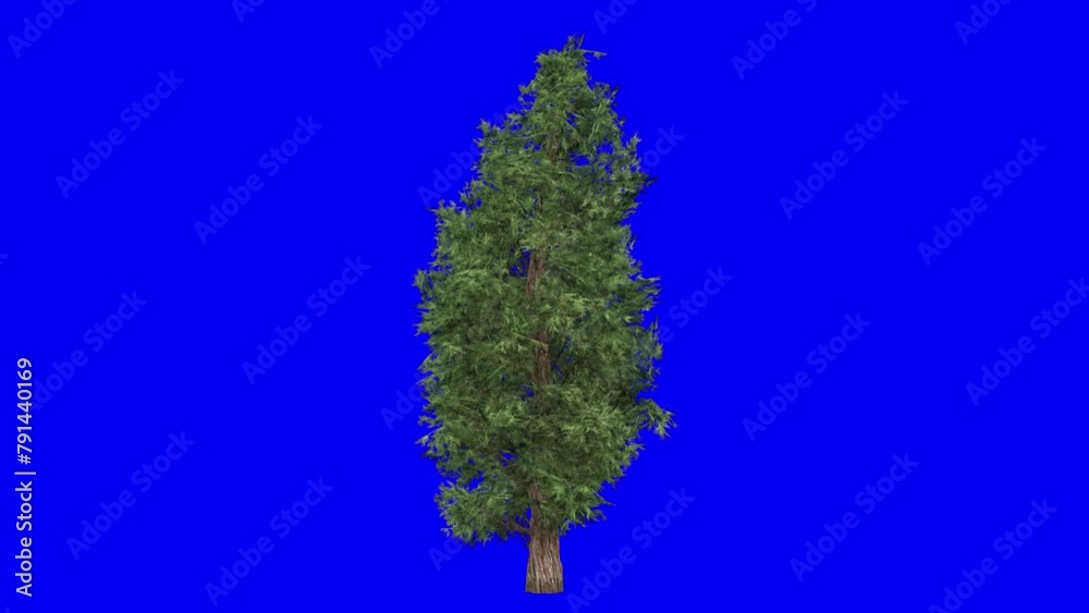 3D eastern red cedar with wind effect on blue screen 3D animation. You ...