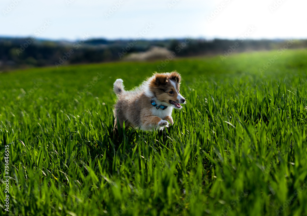 Shetland sheepdog outdoors. Shetland sheepdog outdoors.