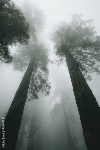 The towering majesty of redwood trees shrouded in thick fog  their trunks disappearing into the mist. 