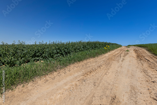 sandy country road in a field with green plants