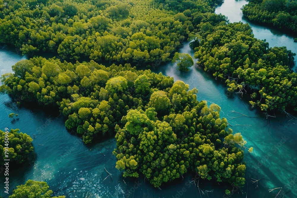 A network of mangrove forests buffering coastal communities from storm surges and erosion, highlighting the critical role of natural coastal defenses