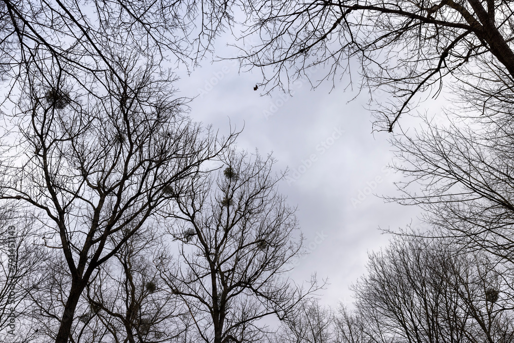 maple trees without foliage in the winter season in the forest maple trees without foliage in the winter season in the forest