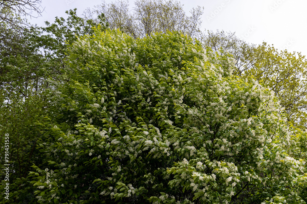 a huge cherry bush blooming in spring, white inflorescences a huge cherry bush blooming in spring, white inflorescences