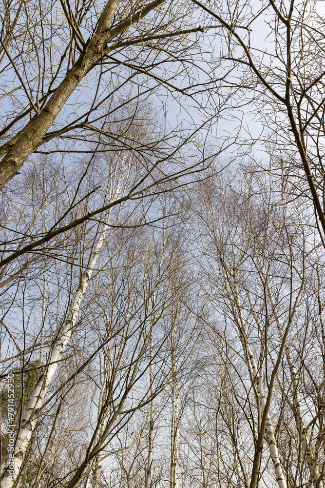 leafless birches after winter against a blue sky background leafless birches after winter against a blue sky background