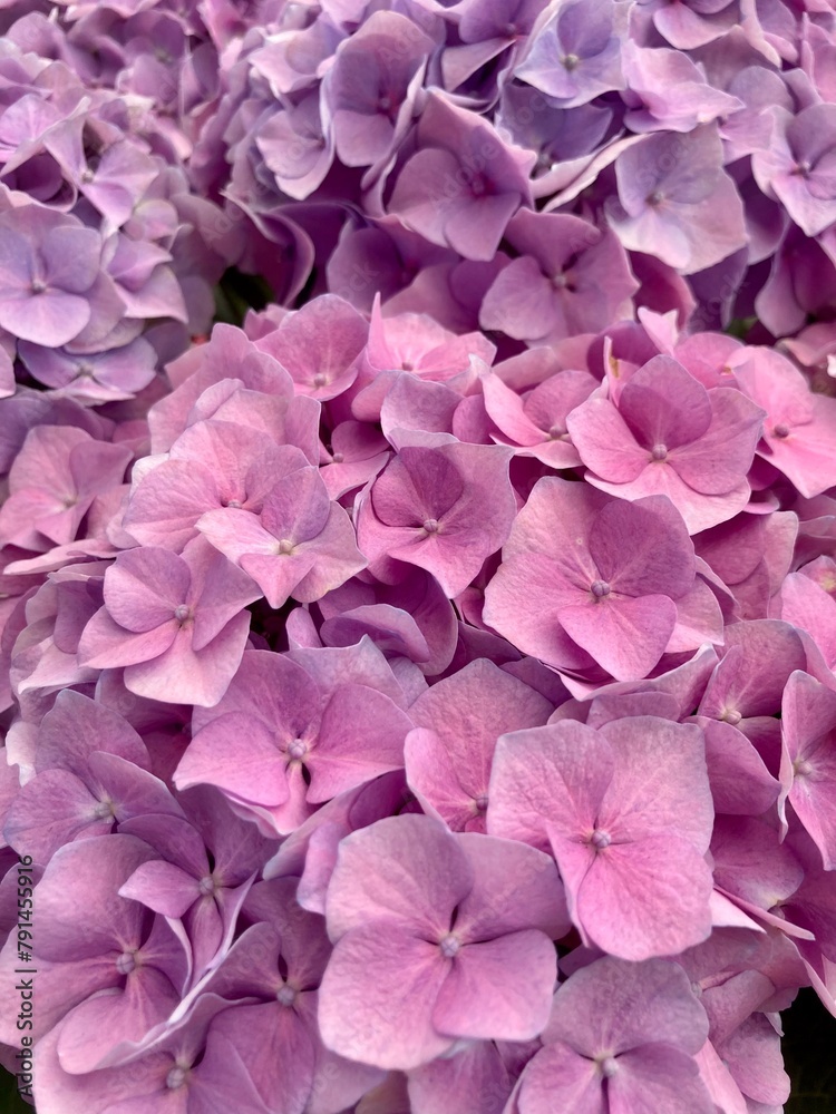 Hortensia rosada Hortensia rosada