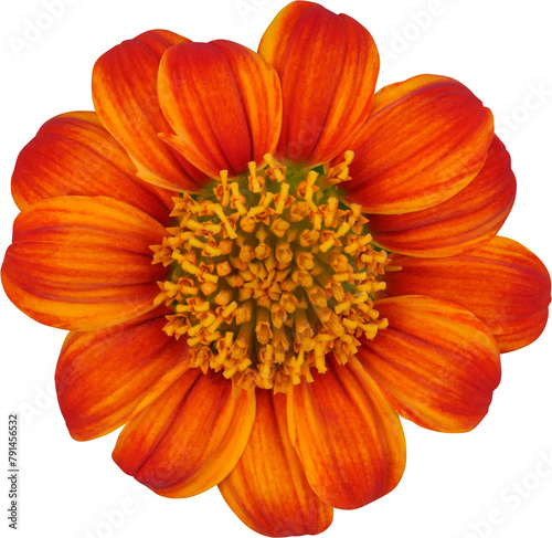 Orange Zinnia Flower © Ammak