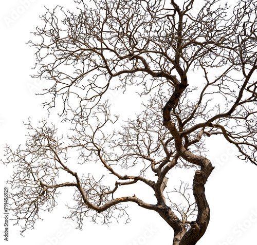 Tree with dry branches Transparent PNG © Ammak