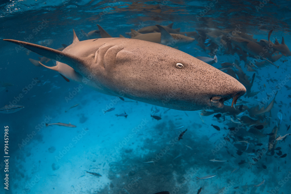 Fototapeta premium Swims with Nurse shark underwater in tropical ocean.