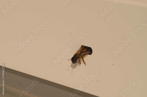 Gehörnte Mauerbiene beim bauen einer Nisthöhle in Kunstoff Fensterrahmen  photo