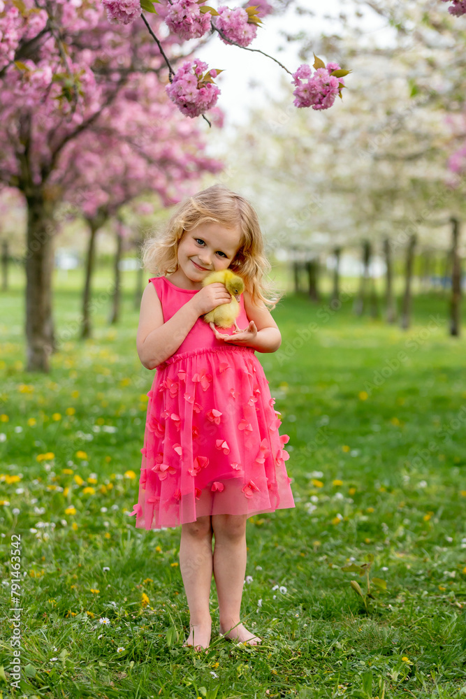 Happy beautiful child, kid, playing with small beautiful ducklings or goslings, cute fluffy yellow animal birds Happy beautiful child, kid, playing with small beautiful ducklings or goslings, cute fluffy yellow animal birds