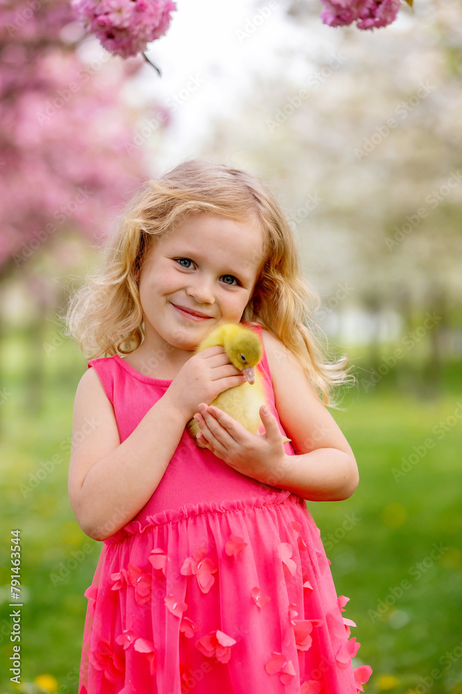 Happy beautiful child, kid, playing with small beautiful ducklings or goslings, cute fluffy yellow animal birds Happy beautiful child, kid, playing with small beautiful ducklings or goslings, cute fluffy yellow animal birds