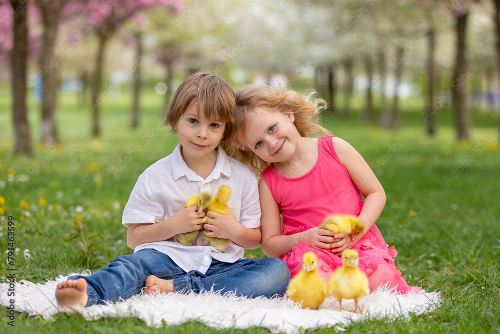 Happy beautiful child, kid, playing with small beautiful ducklings or goslings, cute fluffy yellow animal birds Happy beautiful child, kid, playing with small beautiful ducklings or goslings, cute fluffy yellow animal birds