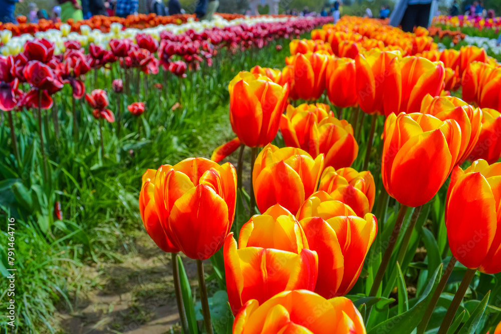 Fototapeta premium Delicate but bright orange tulips on a tulip field