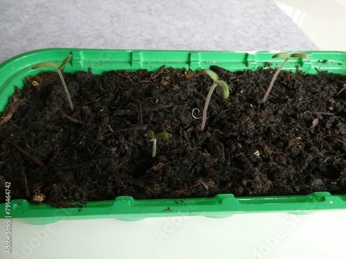 Фотография Tomatenzucht im Frühling auf der Fensterbank