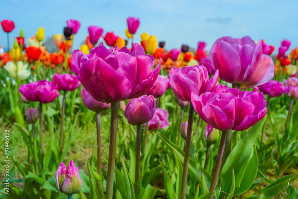 Fototapeta premium Pink tulips on the farm
