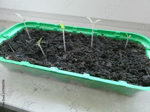 Tomatenzucht im Frühling auf der Fensterbank photo