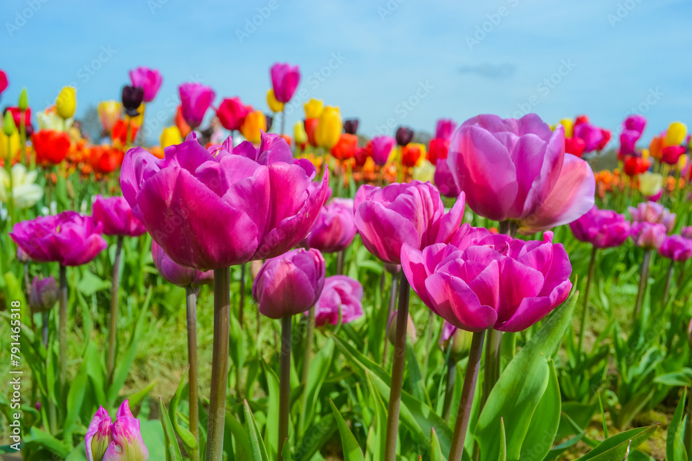 Fototapeta premium Pink tulips on the farm