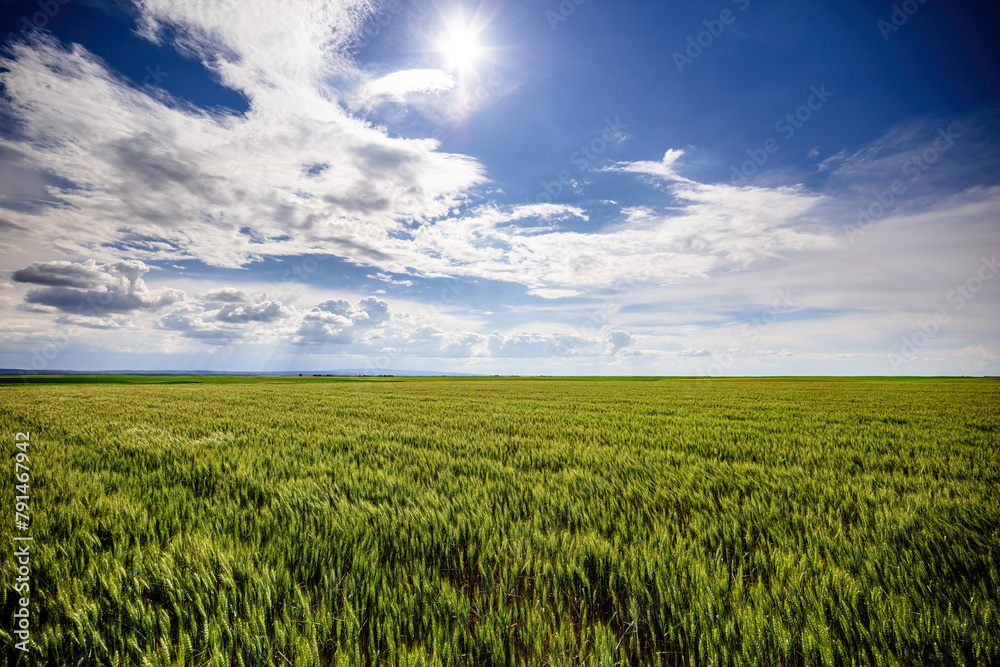 Lush green wheat crops stretching under a broad blue sky with clouds Lush green wheat crops stretching under a broad blue sky with clouds