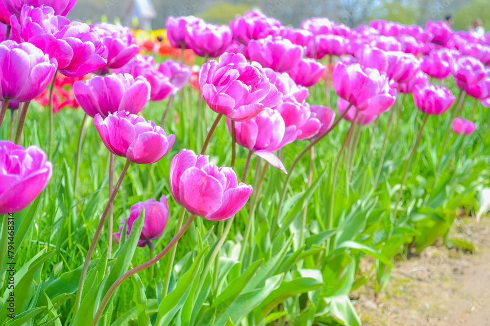 Fototapeta premium Pink tulips on the farm