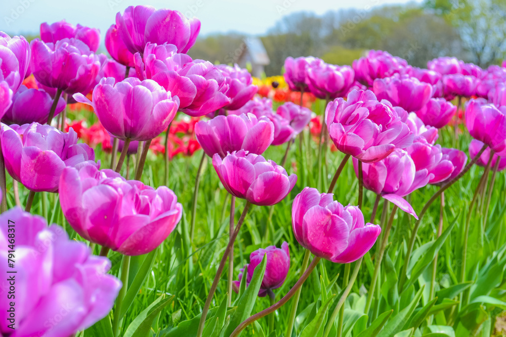 Pink tulips on the farm