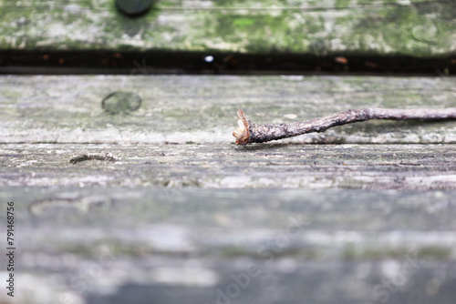 bench with a branch