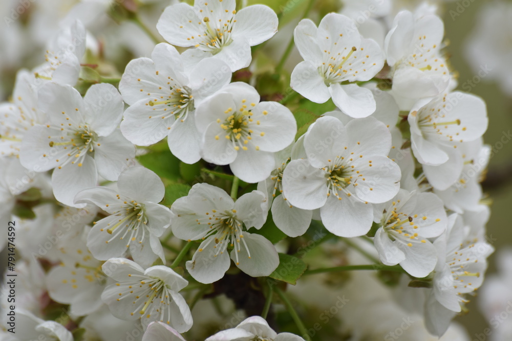 Cerisier en fleurs