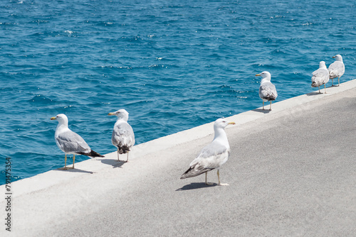 flock of seagulls on the pier
