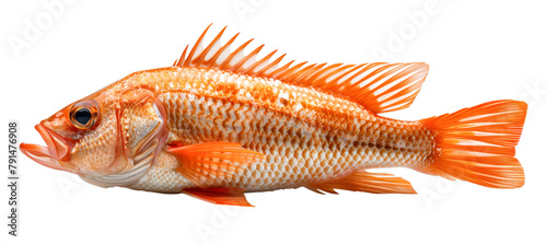 Red sea bass fish isolated on white background photo