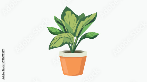 Home plant with leaf growing in pot. Green foliage 
