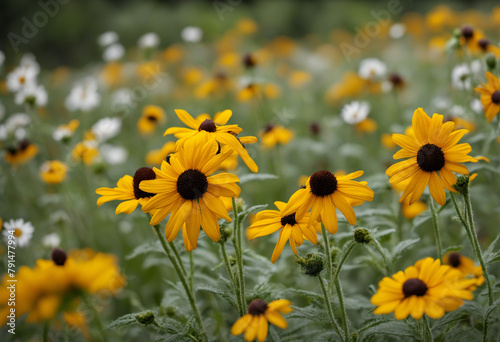 susanne flowers in nature photo