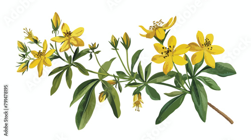 Colorful botanical drawing of St Johns wort in bloom.