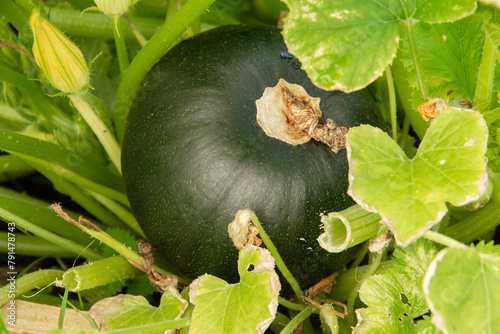 natural background harvest zucchini in a garden bed