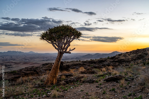 Quiver tree with sunset in the desolate Rostock area between Solitaire and Walvis Bay in Namibia