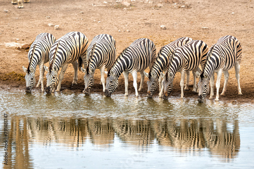 Zebra drinking from a waterhole in Etosha National Park in Namibia