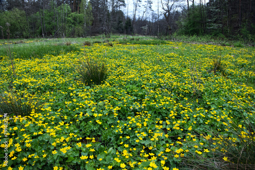 Wiosenne podmokłe łąki i olsy zdobią Kaczeńce (Caltha palustris L.) 