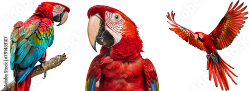 Red macaw parrot collection, sitting on a branch, portrait and flying, isolated on a transparent background