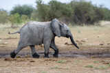 Baby Elephant playing and drinking at a waterhole in Etosha National Park in Namibia